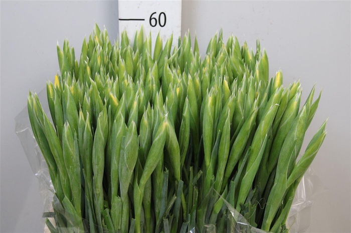 <h4>Iris Apollo</h4>