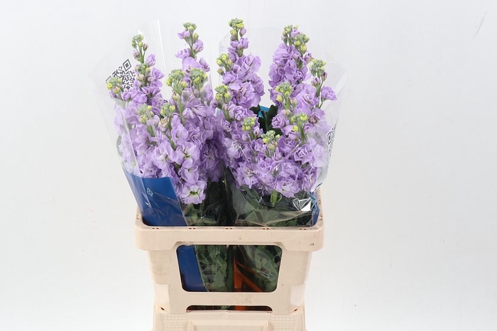 <h4>Matth Iron Marine</h4>