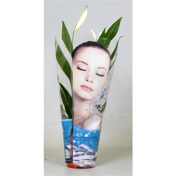 <h4>Spathiphyllum Alana in hoes "Face"</h4>