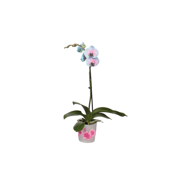 <h4>Fiore Pink Phal I Am Bubblegum 1T9+(24 uur levertijd)</h4>