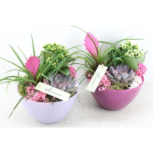 arr2 MB - Glas schaaltje lila mix x3