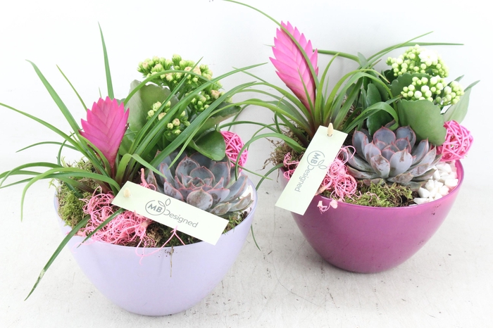 <h4>arr2 MB - Glas schaaltje lila mix x3</h4>