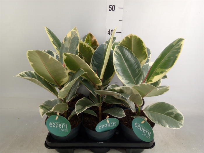 <h4>Ficus elastica 'Tineke'</h4>