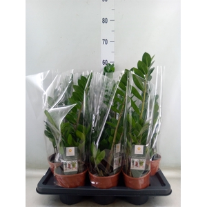 Zamioculcas zamiifolia