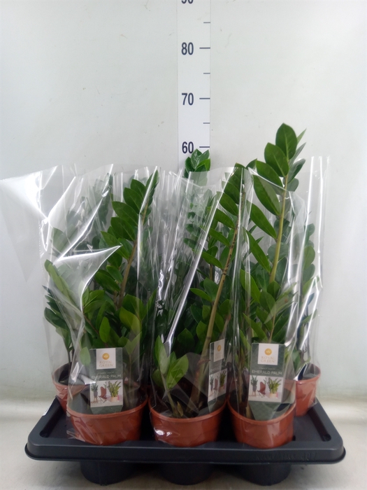 <h4>Zamioculcas zamiifolia</h4>