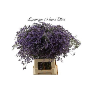 Lim Maine Blue