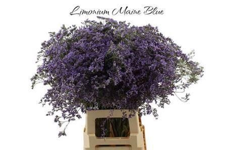 <h4>Lim Maine Blue</h4>