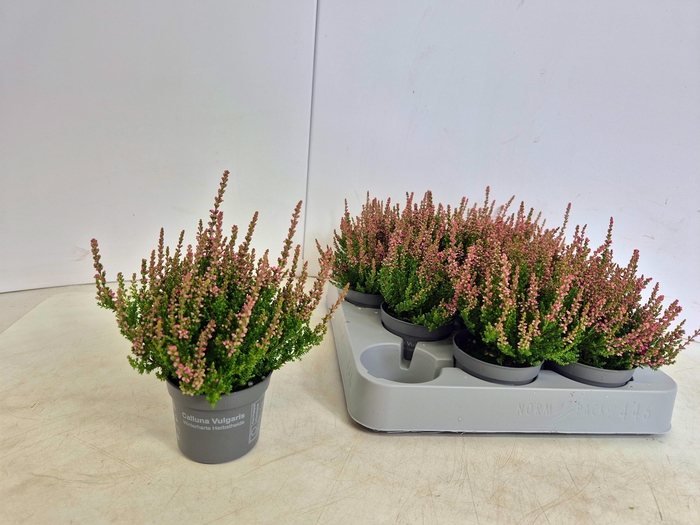 <h4>CALLU DARK BEAUTY</h4>