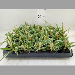 Chlorophytum com. 'Ocean'