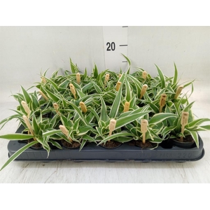 Chlorophytum com. 'Ocean'