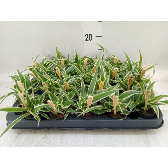 <h4>Chlorophytum com. 'Ocean'</h4>