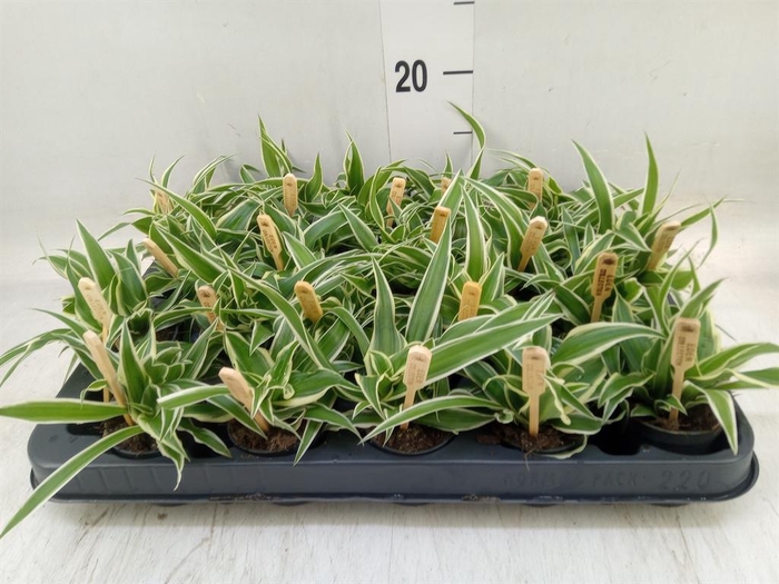 Chlorophytum com. 'Ocean'