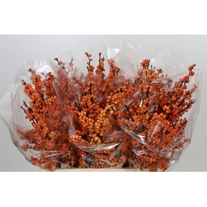 Ilex Ve Winter Gold