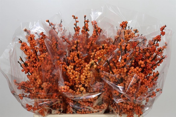 <h4>Ilex Ve Winter Gold</h4>