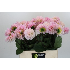 Dahlia Sweet Nathalie