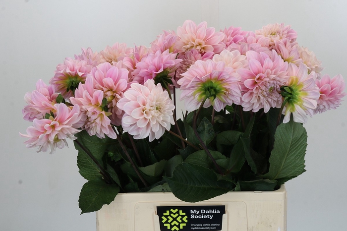 Dahlia Sweet Nathalie
