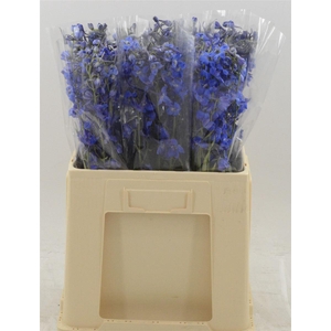 Delphinium Enkel Deldonna Blue