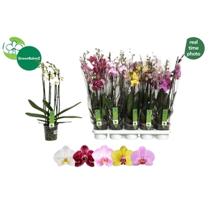 PHAL GEM