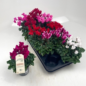 Cycl Md Garden