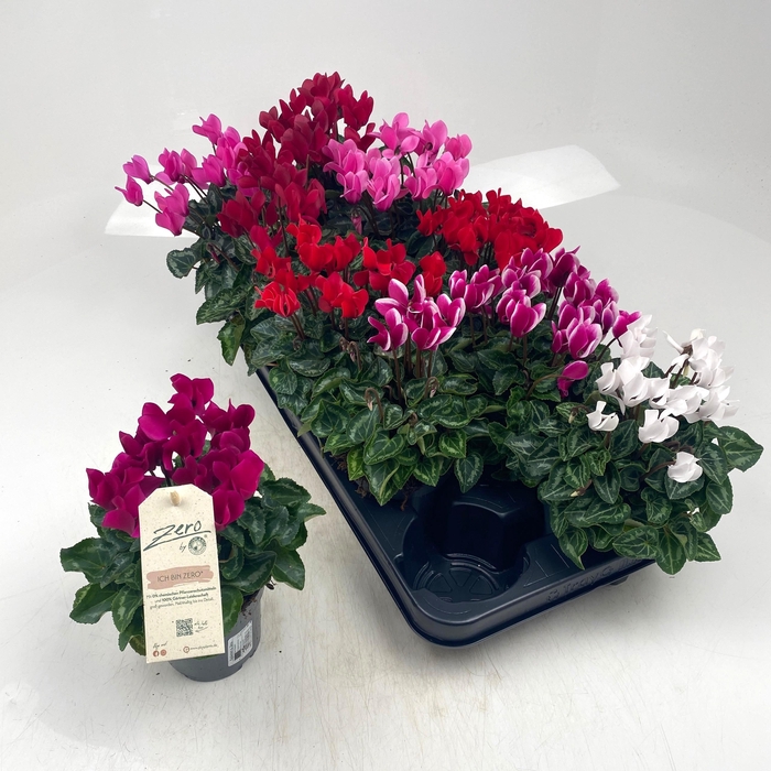<h4>Cycl Md Garden</h4>