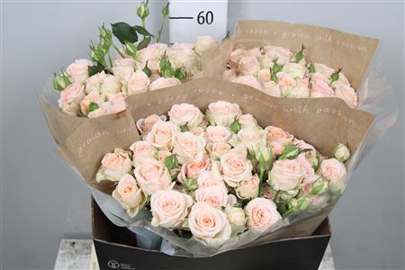 <h4>Rosa TR 'Morning Star'</h4>