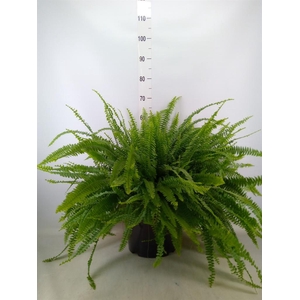 Nephrolepis exal. 'Green Lady'