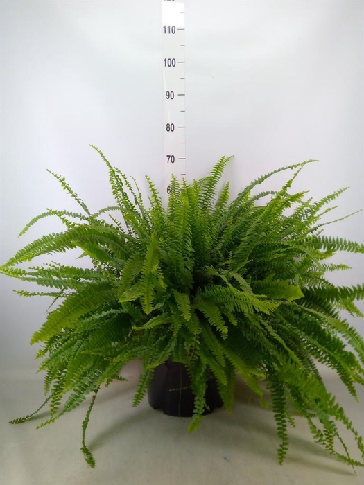 <h4>Nephrolepis exal. 'Green Lady'</h4>