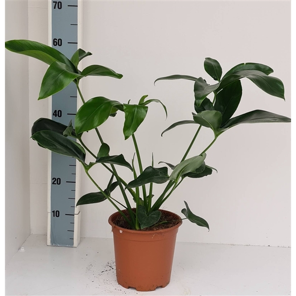 <h4>Philodendron Green Wonder</h4>