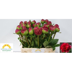 PAEO COM PERFORMANCE