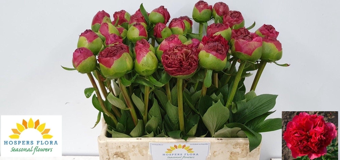 <h4>PAEO COM PERFORMANCE</h4>