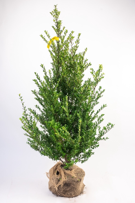 Ilex crenata 'Dark Green' bush 100-125cm RB