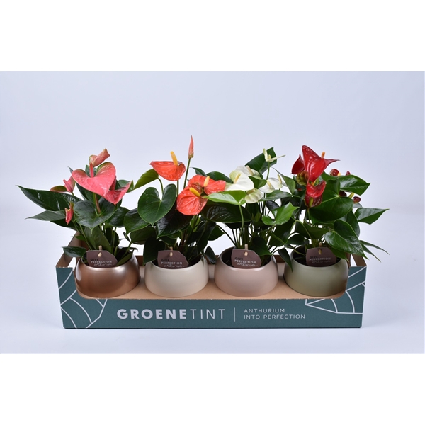 <h4>Anthurium Andreanum Grp gemengd 4 kleuren</h4>