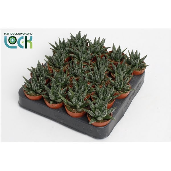 <h4>Haworthia Margaritifera</h4>