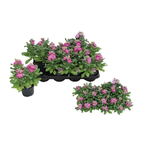 MATT CINDER HOT PINK