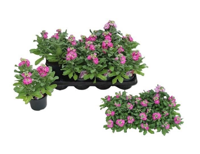 <h4>MATT CINDER HOT PINK</h4>