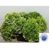 Hydrangea verena classic