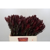 Leucadendron Saf Sunset Dark R.Spray