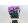 Dianthus St Florigene Moonaqua