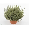 CALLU BL VENETIA