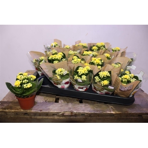 arr8 Kal Ge Amarillo Yell