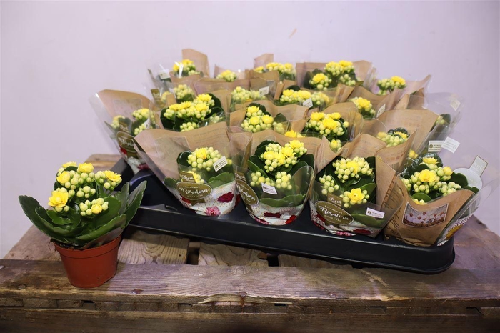 <h4>arr8 Kal Ge Amarillo Yell</h4>