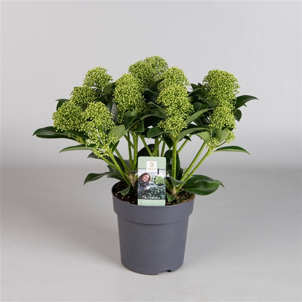 <h4>Skimmia White Globe 7-9</h4>