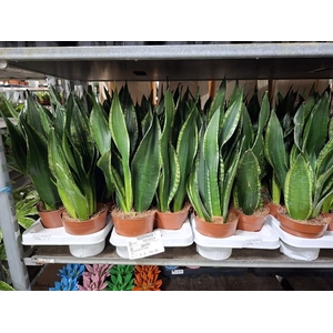 Sansevieria trif. overig