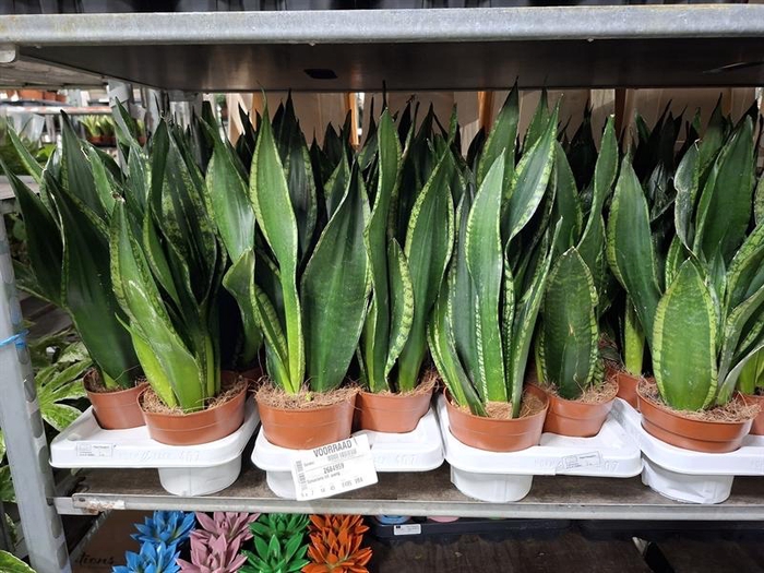 <h4>Sansevieria trif. overig</h4>