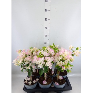 Bougainvillea  'Elisabeth'