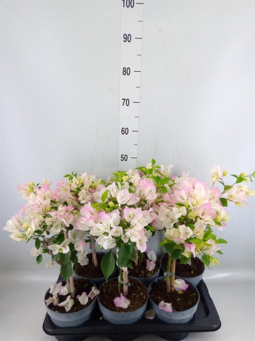 <h4>Bougainvillea  'Elisabeth'</h4>