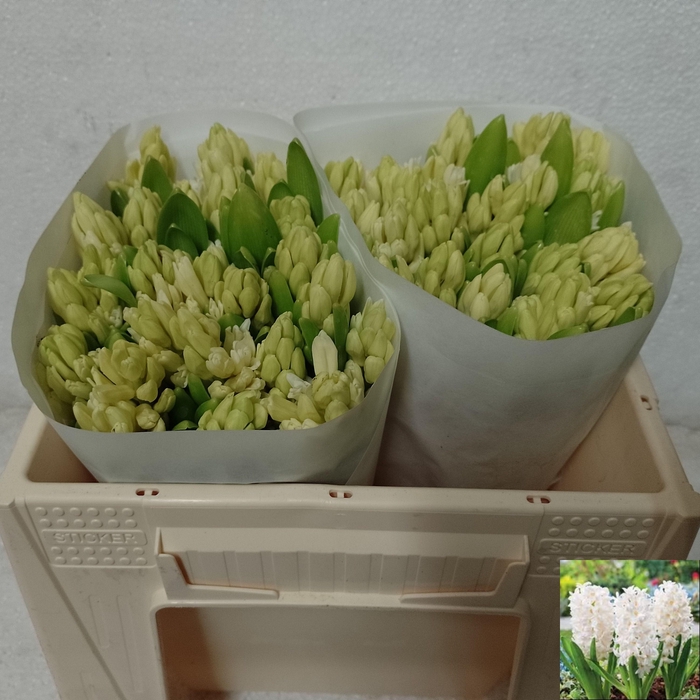 <h4>HYAC WHITE PEARL</h4>