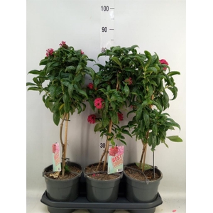 Pentas lanceolata 'Panic Pink'