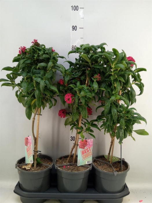 <h4>Pentas lanceolata 'Panic Pink'</h4>