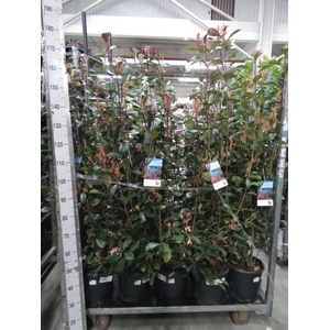 Photinia fraseri